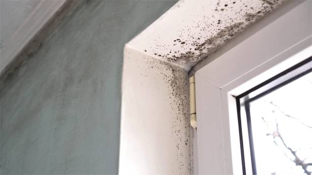 Best Black Mold Removal  in Nazareth College, NY