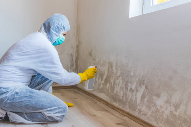 Best Certified Mold Removal  in Nazareth College, NY