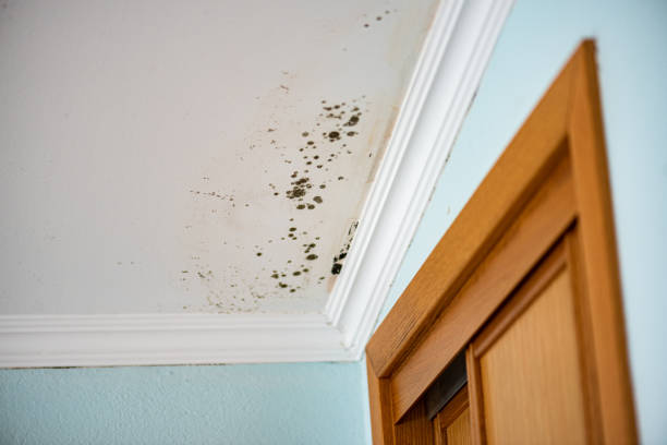 Best Home Mold Removal  in Nazareth College, NY