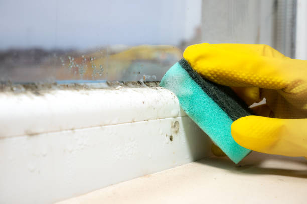 Best Local Mold Removal Service  in Nazareth College, NY