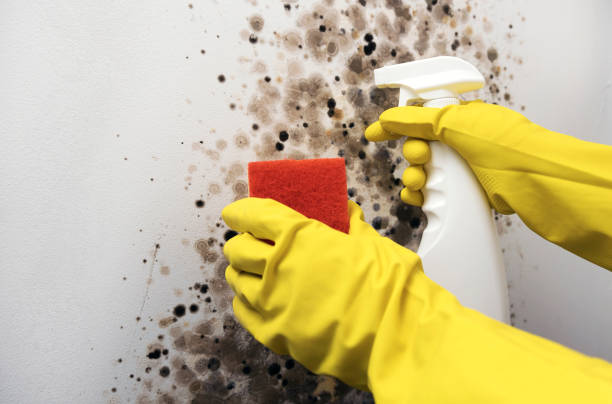Best Mold Damage Repair  in Nazareth College, NY